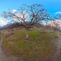 Spring Orchard Paths Green Mountain HDRI