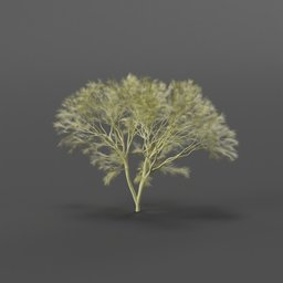 Palo verde tree