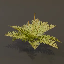Cinnamon Fern Med