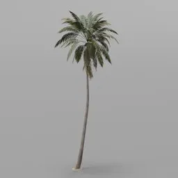 Coconut Palm Tree