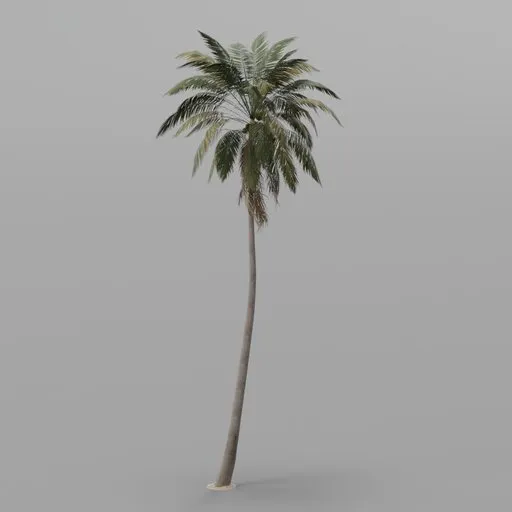 Coconut Palm Tree
