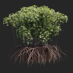 Mangrove Tree + Geometry Nodes + animation