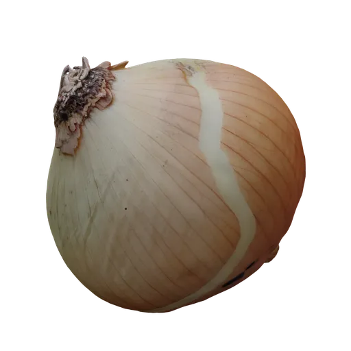 Scanned Onion
