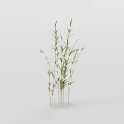 Green Tall Grass