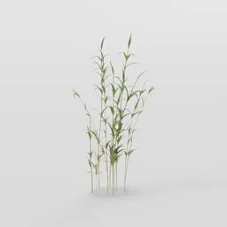 Green Tall Grass