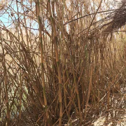Bamboo Tunnel