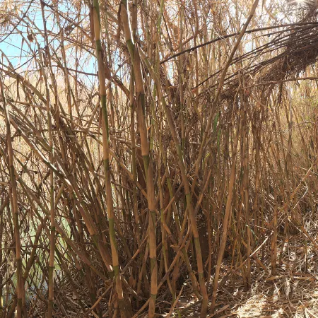 Bamboo Tunnel