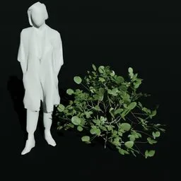 Hornbeam Sapling