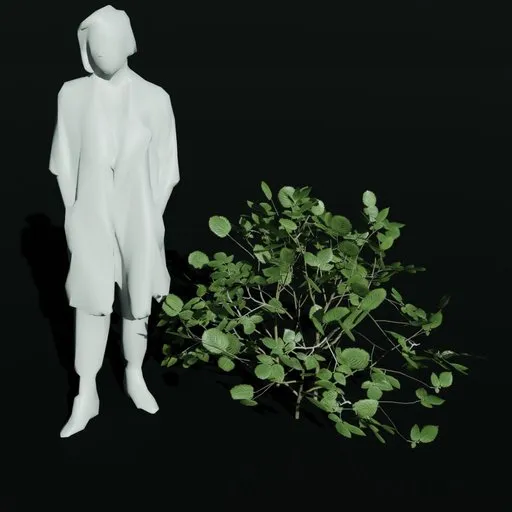 Hornbeam Sapling