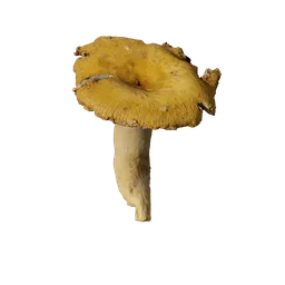 Mushroom