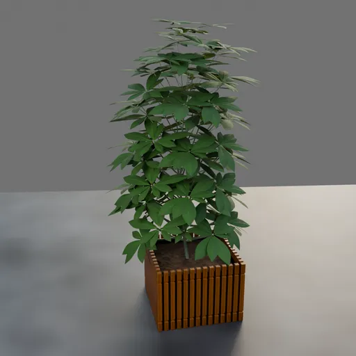 Realistic Schefflera Plant