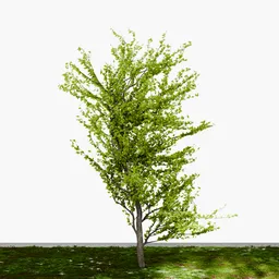 Thin Tree