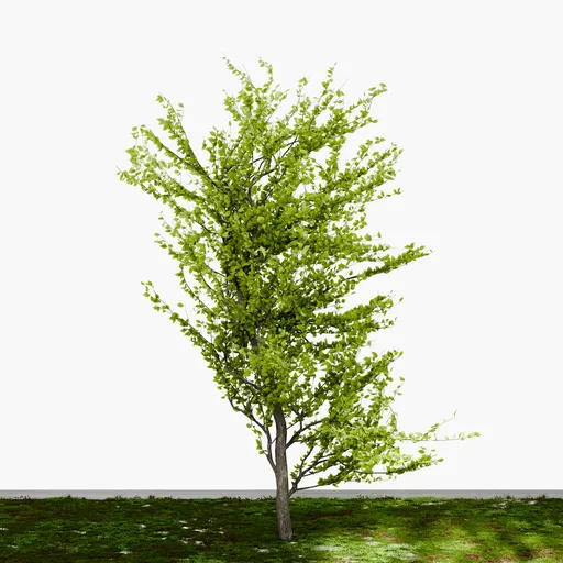 Thin Tree
