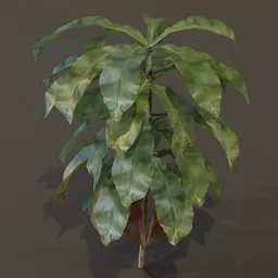 Dracaena Corn Plant Young