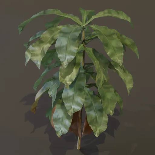 Dracaena Corn Plant Young