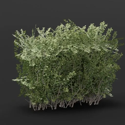Boxwood Hedge 1M