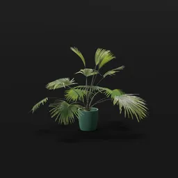 Fan Palm Sparce Potted