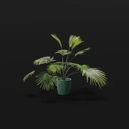Fan Palm Sparce Potted
