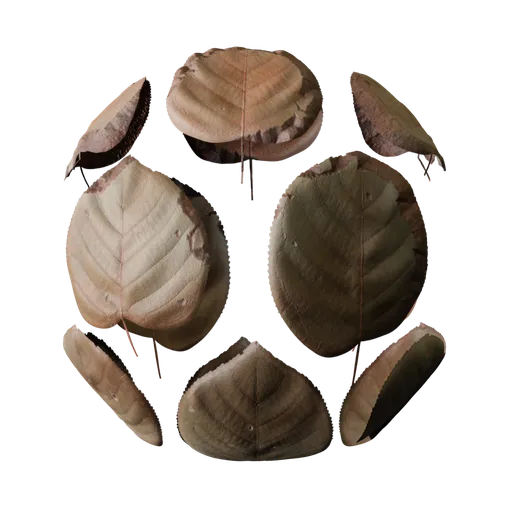 Dry Fallen Leaves