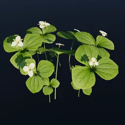 Western Trillium Wild Flower