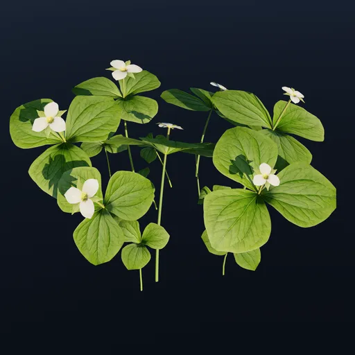 Western Trillium Wild Flower