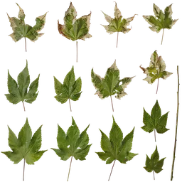 Abutilon pictum Leaf