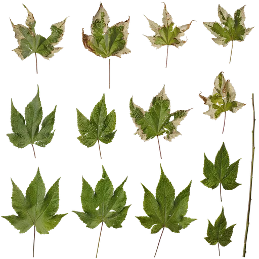 Abutilon pictum Leaf