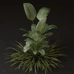 SJ-High Detail Tropical Plant