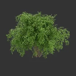 Simple Bush Plant