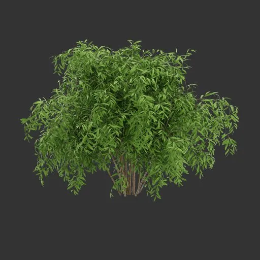 Simple Bush Plant