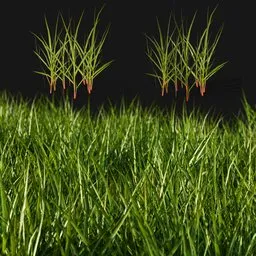 Realistic grass for scattering