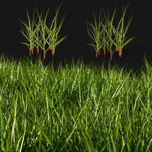 Realistic grass for scattering