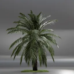 Dactylifera Palm Tree animated