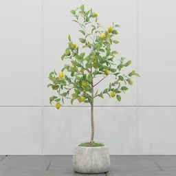 Lemon Tree