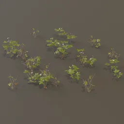 Herb Robert Geranium Robertianum Med