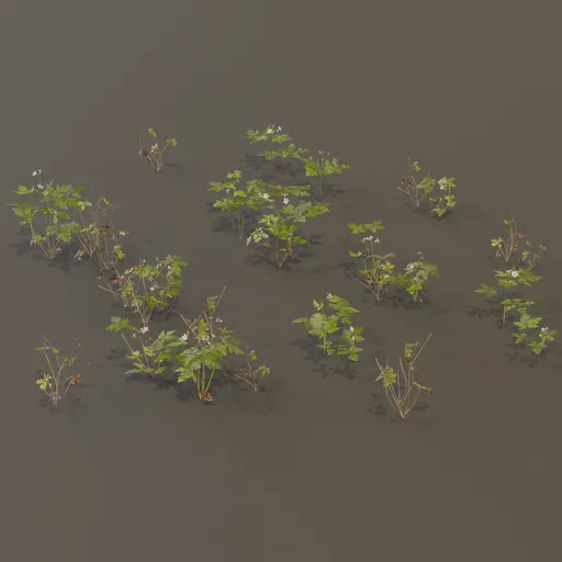 Herb Robert Geranium Robertianum Med