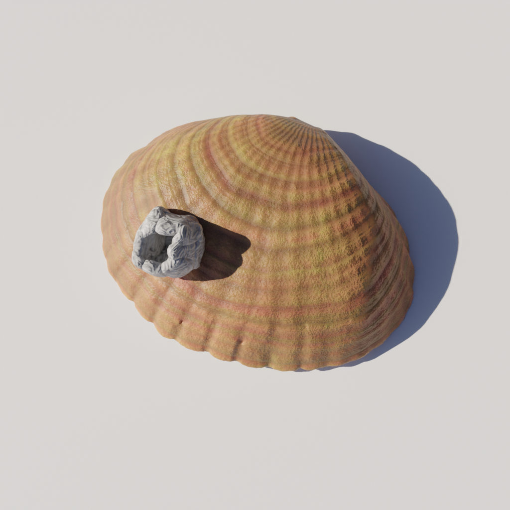 Seashell Common Cockle - orange | FREE Nature models | BlenderKit