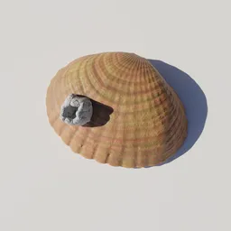 Seashell Common Cockle - orange