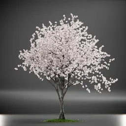 Tree Amelanchier Animated