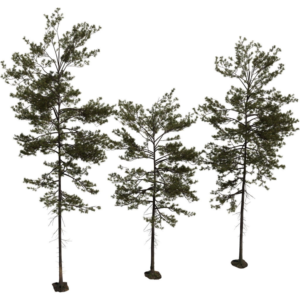 blenderkit-download-the-free-pine-tree-01-model