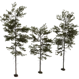 Realistic pine tree 3D model trio designed for Blender, crafted by Rob Tuytel & Rico Cilliers.