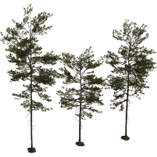 Pine Tree 01