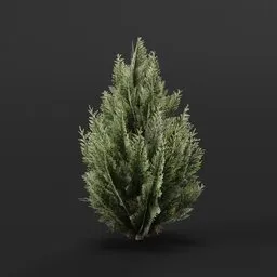 Red Cedar Bush Medium Variation