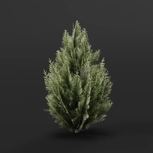 Red Cedar Bush Medium Variation