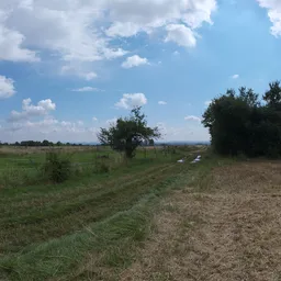 Dry Hay Field