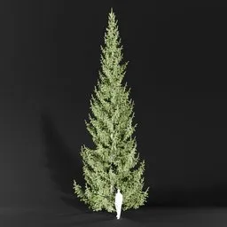 Norway Spruce Picea Abies 13m