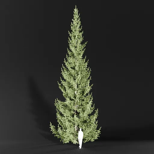 Norway Spruce Picea Abies 13m