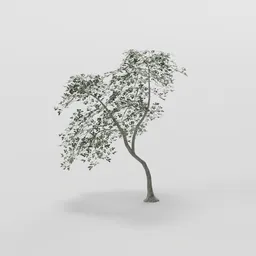 Teardrop  Medium Elder Tree