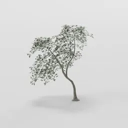 Teardrop  Medium Elder Tree