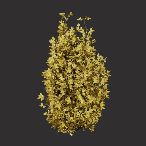Oregano Plant